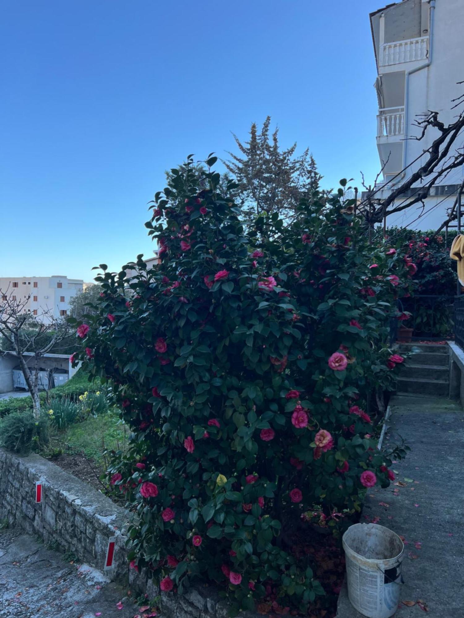 Guest House Plima 2 Budva Dış mekan fotoğraf